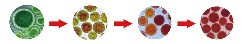 Astaxanthin-04 Astaxanthin-04