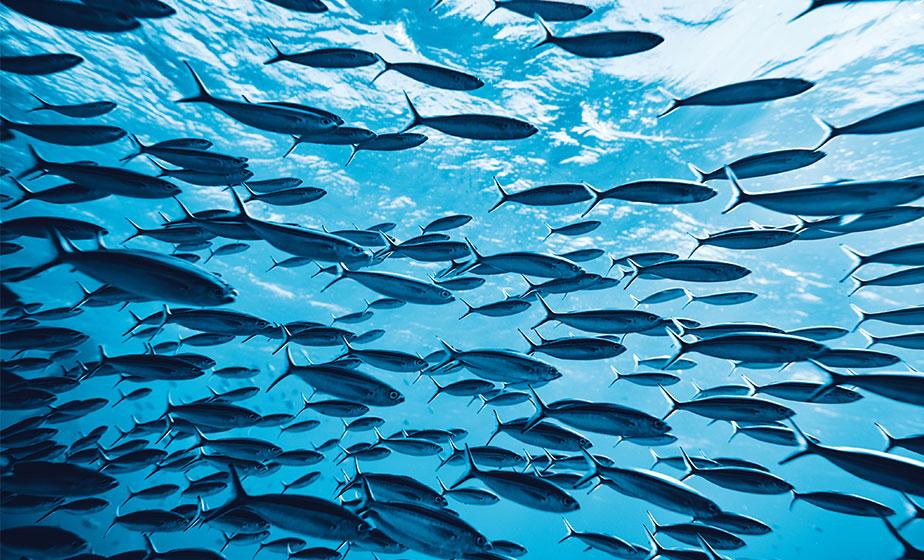 DRIPHORM{®}DHA 60魚油粉