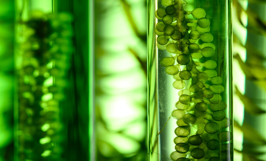 DRIPHORM{®}DHA 50藻油粉