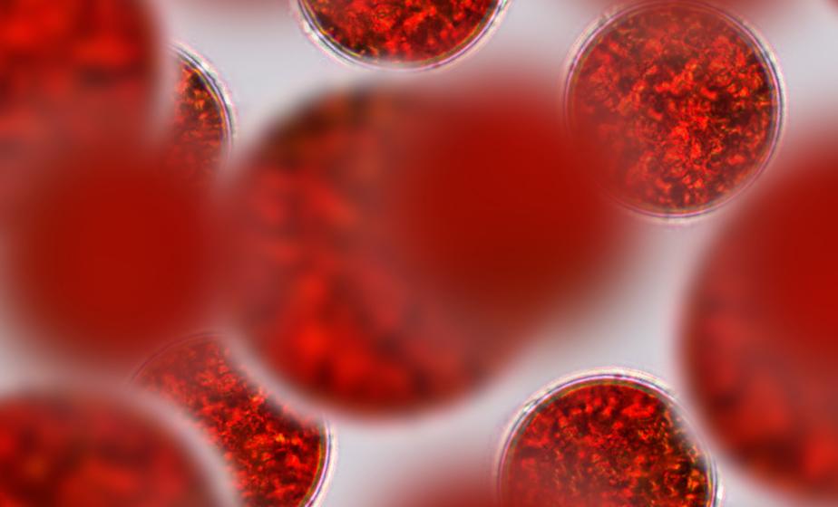 AstAlphy{®}紅藻萃取物-蝦紅素