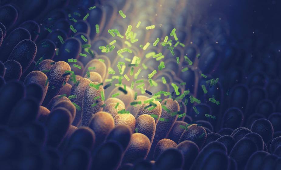 嗜酸乳桿菌D2-寵物益生菌