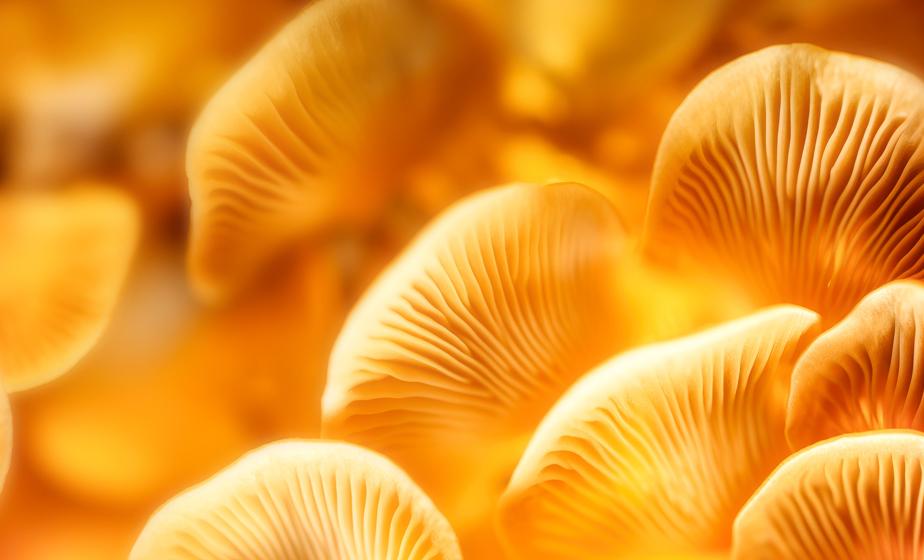 黃金菇萃取物含麥角硫因