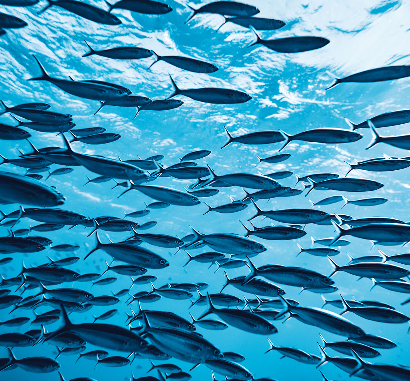 DRIPHORM{®}DHA 60魚油粉