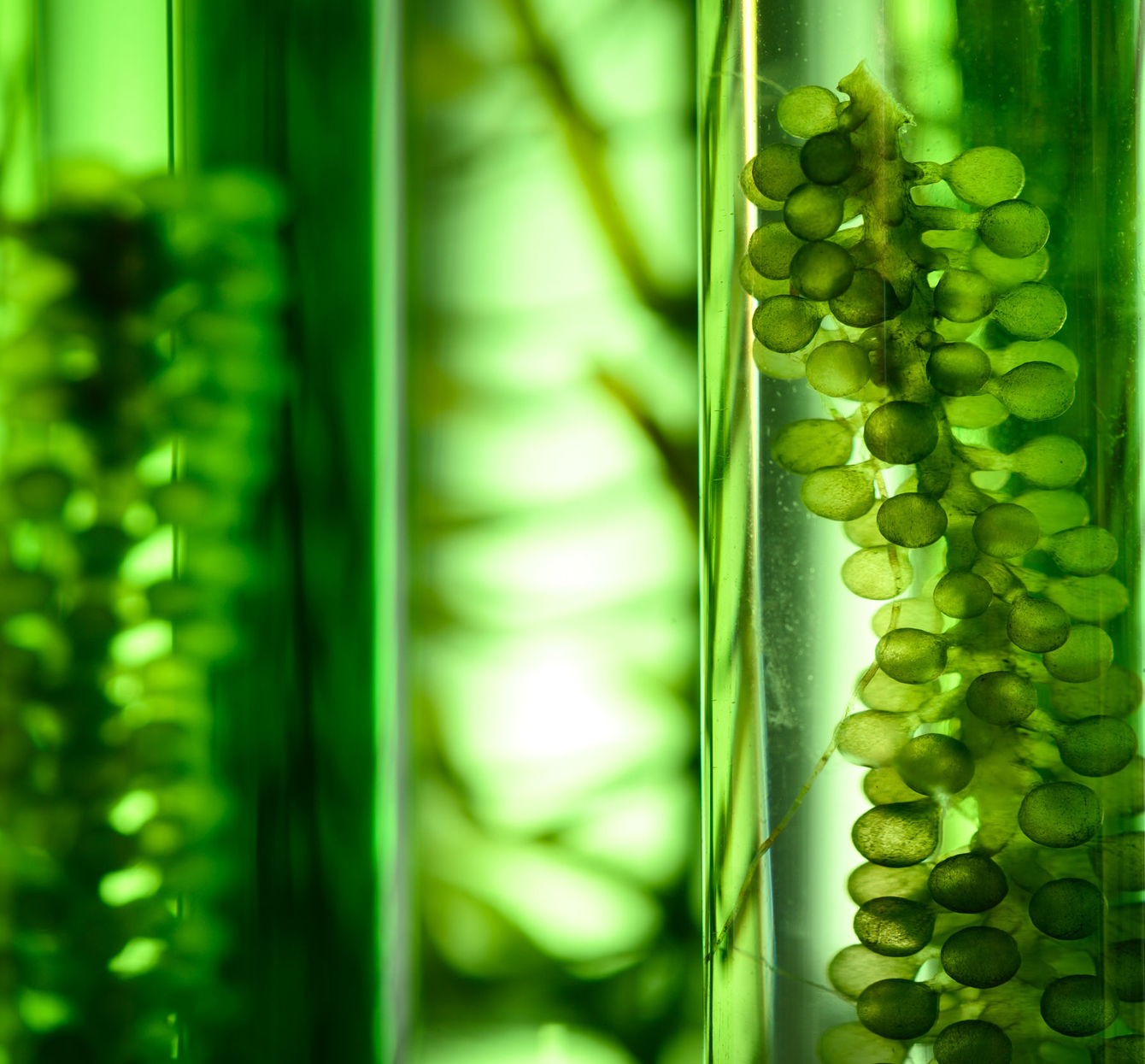 DRIPHORM{®}DHA 50藻油粉