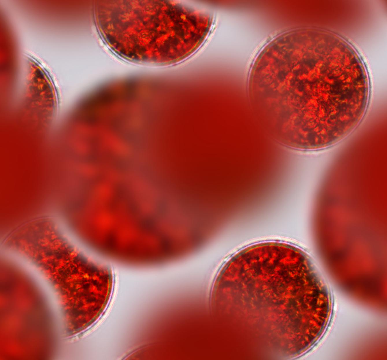 AstAlphy{®}紅藻萃取物-蝦紅素