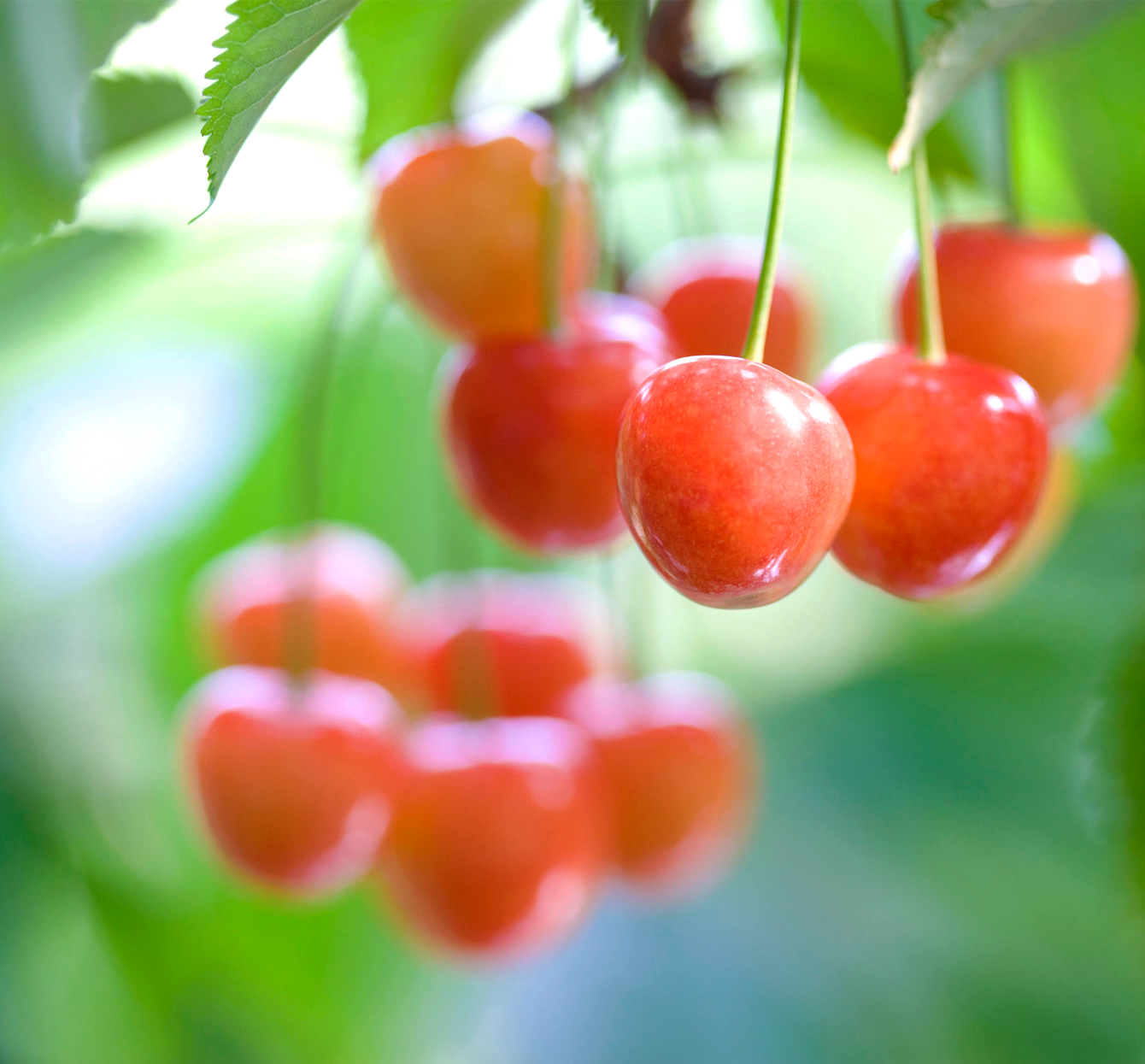 CherryPURE{®}酸櫻桃凍乾粉(含前花青素)