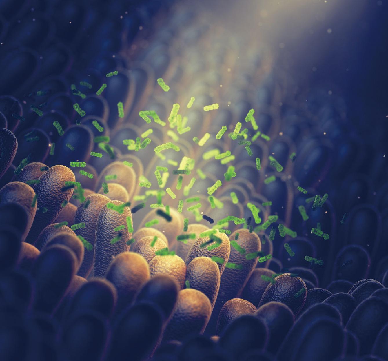 嗜酸乳桿菌D2-寵物益生菌