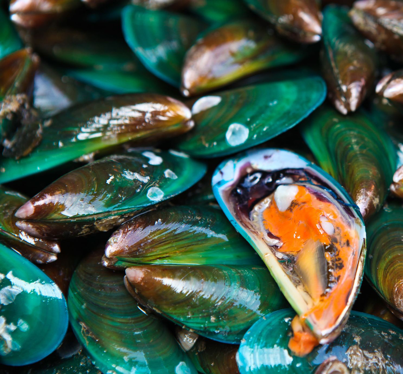 Biolane{™} 紐西蘭綠貽貝