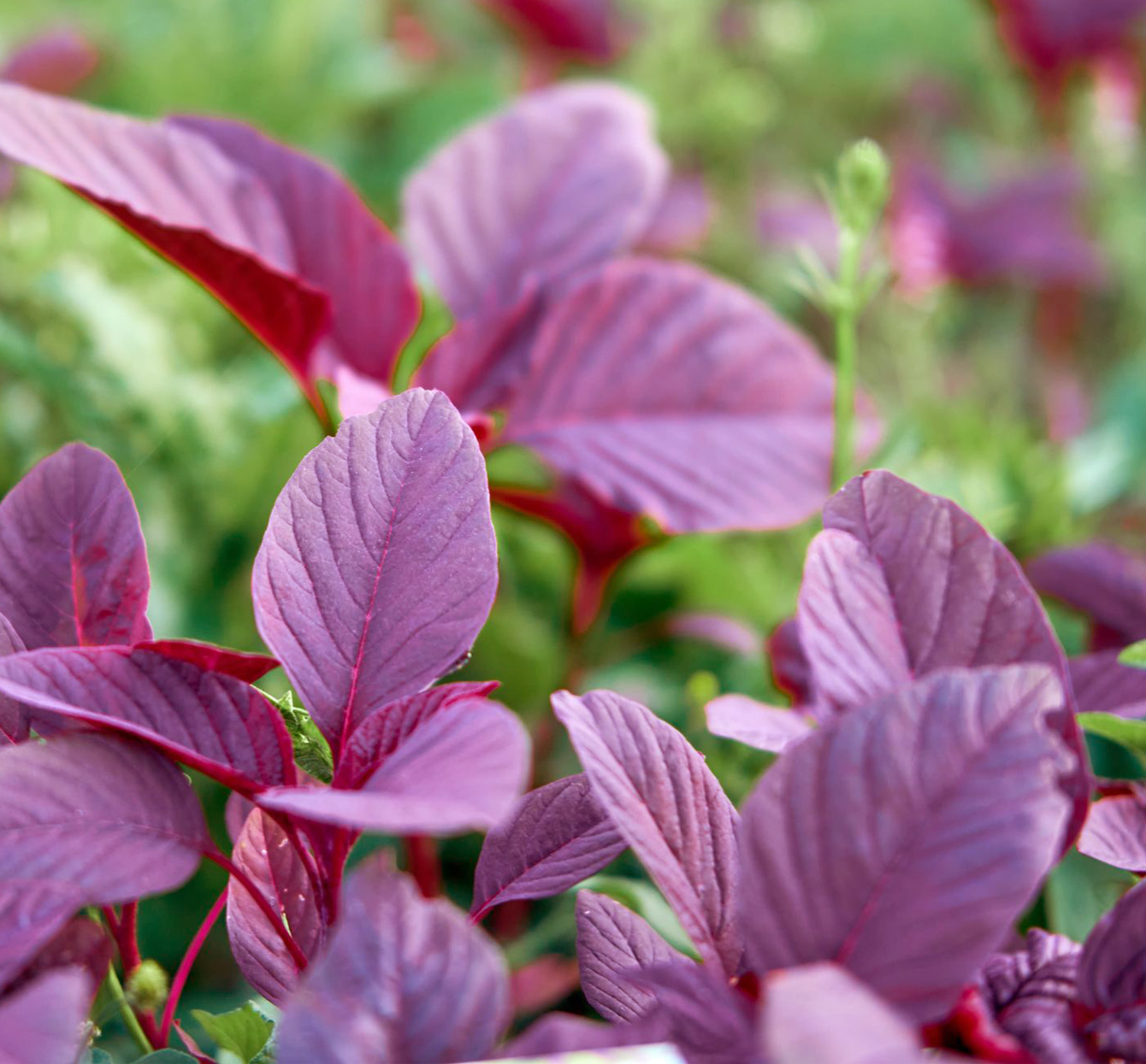 Oxystorm{®}紅莧菜萃取物(含硝酸鹽)