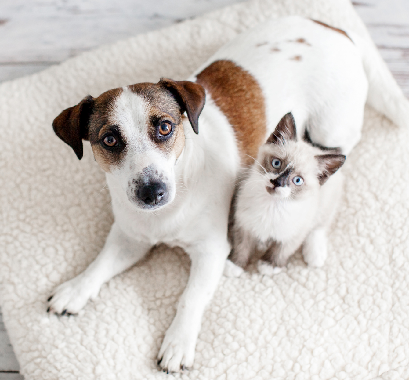 DHA 60魚油粉-寵物保健