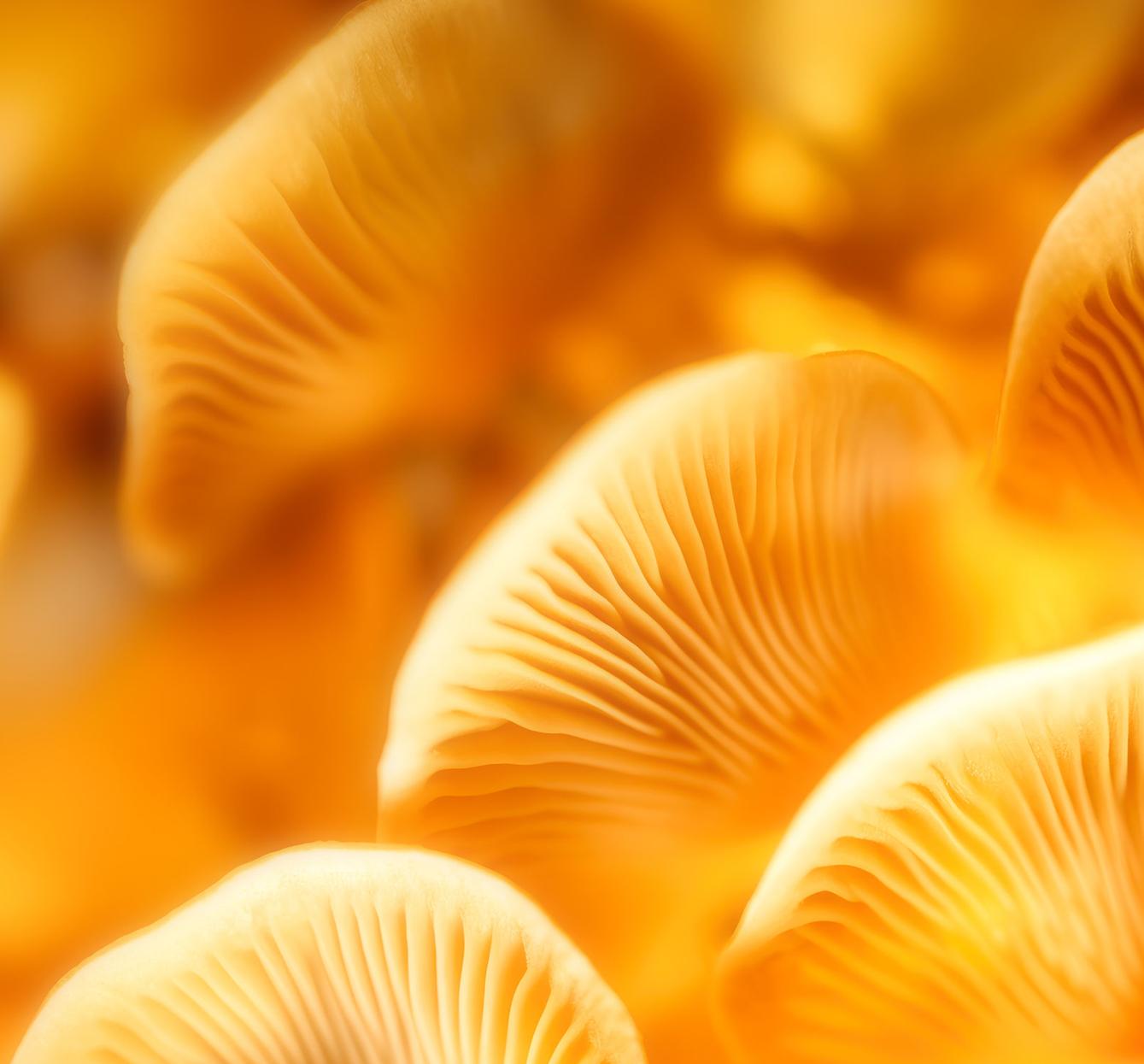 黃金菇萃取物含神經醯胺賽洛美