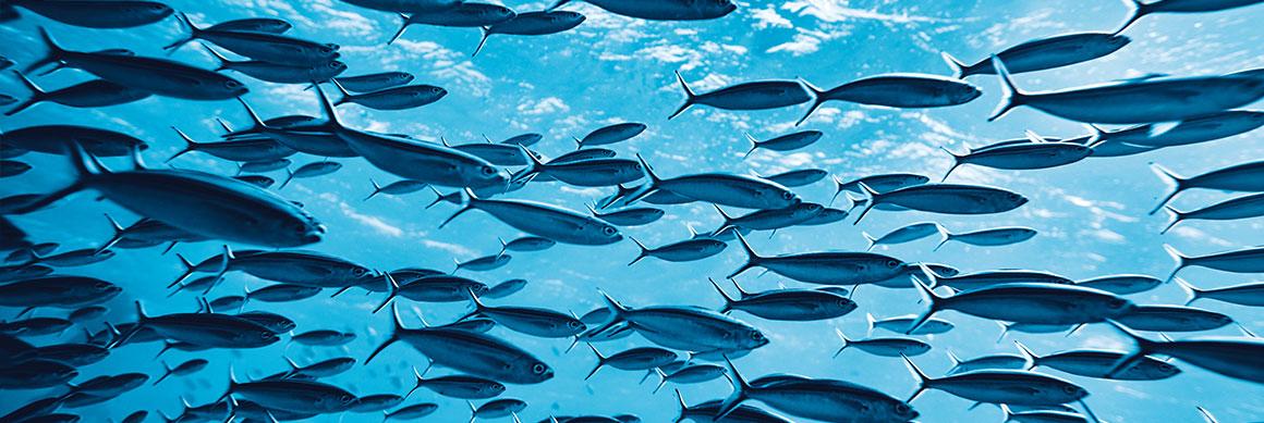 DRIPHORM{®}DHA 60魚油粉