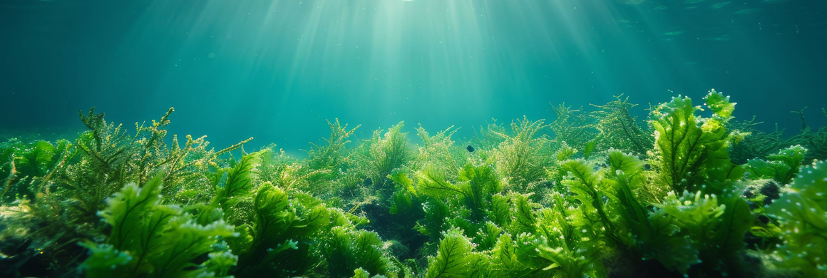 DRIPHORM{®}DHA 50藻油粉