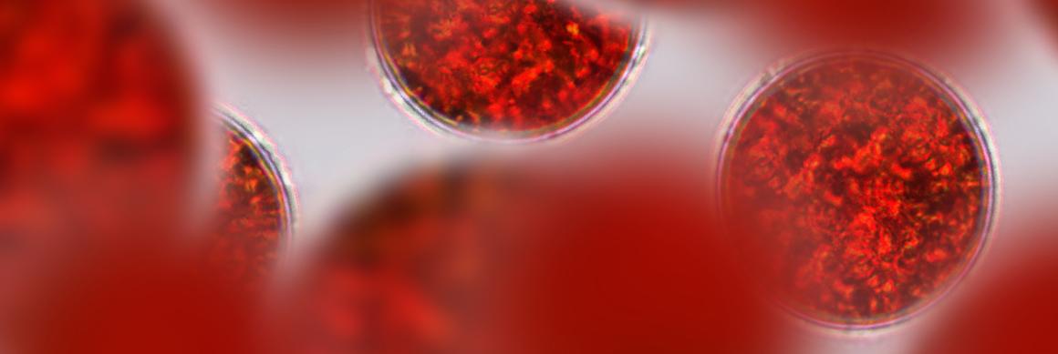 AstAlphy{®}紅藻萃取物-蝦紅素