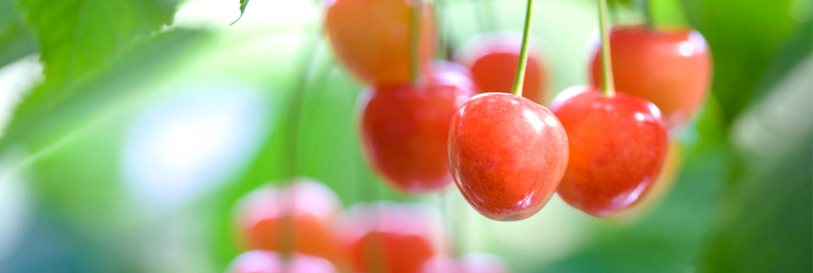 CherryPURE{®}酸櫻桃凍乾粉(含前花青素)