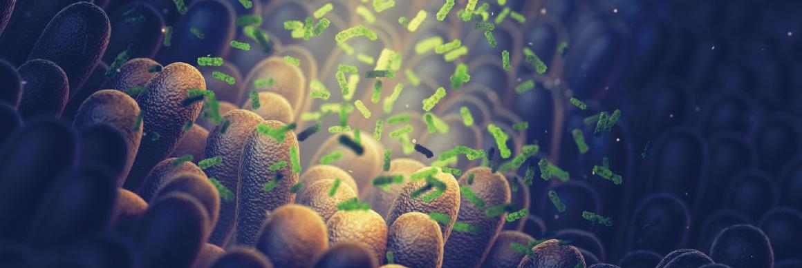 嗜酸乳桿菌D2-寵物益生菌