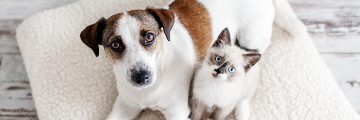 DHA 60魚油粉-寵物保健